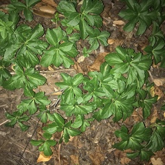 Pachysandra terminalis