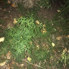 Coreopsis verticillata