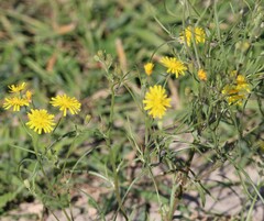 Crepis tectorum