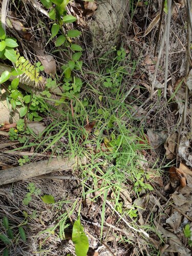 Small Bluegrass (Dichanthium tenue)