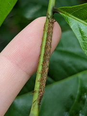 Homodes bracteigutta