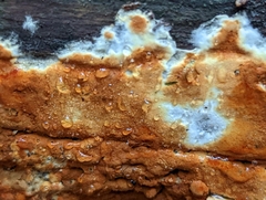 Botryobasidium aureum