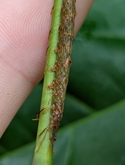 Homodes bracteigutta