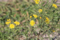 Crepis tectorum