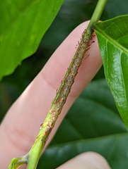 Homodes bracteigutta