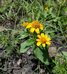 Heliopsis annua