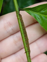 Homodes bracteigutta