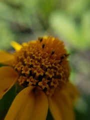 Heliopsis annua