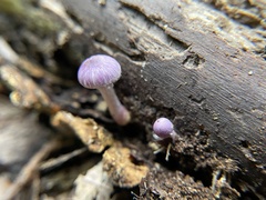 Inocybe lilacina