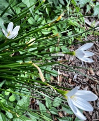 Zephyranthes candida
