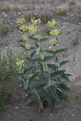 Asclepias erosa