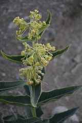 Asclepias erosa