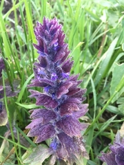 Ajuga orientalis