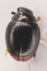 Megasternum posticatum