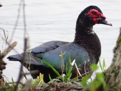 Cairina moschata