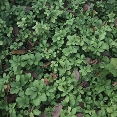 Pachysandra terminalis