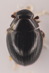 Megasternum posticatum