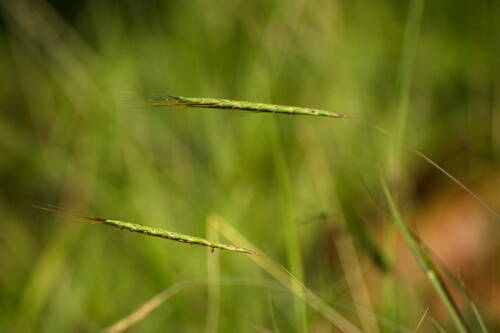 Dichanthium tenue