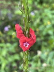 Stachytarpheta miniacea
