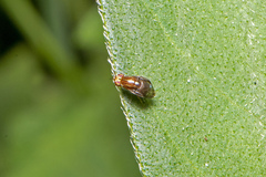 Steganopsis melanogaster
