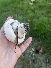 Agaricus