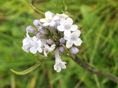 Valeriana tuberosa