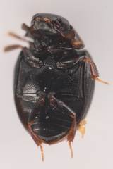 Megasternum posticatum