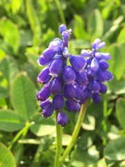 Muscari botryoides