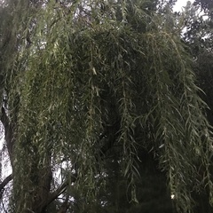Salix babylonica