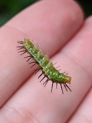 Cupha prosope