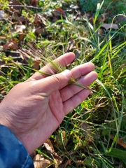 Hordeum jubatum