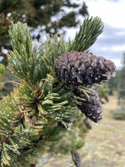 Pinus aristata