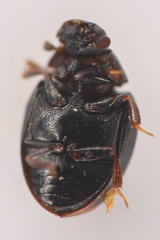 Megasternum posticatum