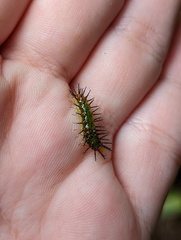 Cupha prosope