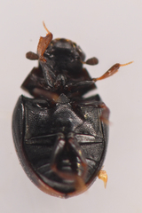 Megasternum posticatum