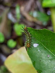 Cupha prosope