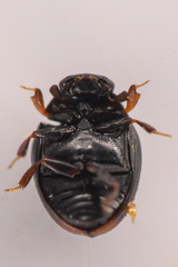 Megasternum posticatum