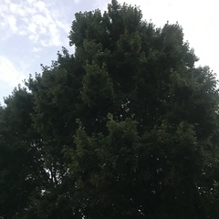 Acer rubrum
