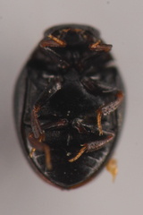 Megasternum posticatum