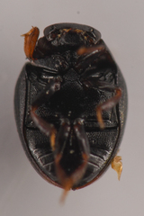 Megasternum posticatum