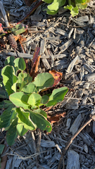 Anemopsis californica