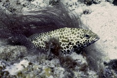Epinephelus merra