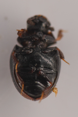 Megasternum posticatum