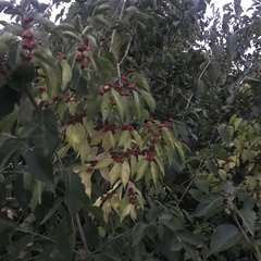 Magnoliopsida