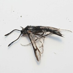 Carmenta albociliata