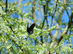 Limenitis arthemis arizonensis