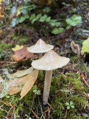 Pseudosperma