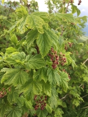 Ribes alpinum
