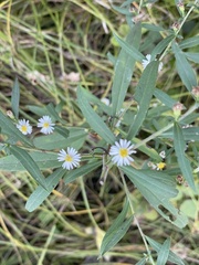 Boltonia asteroides
