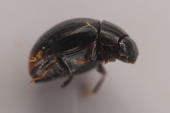 Megasternum posticatum